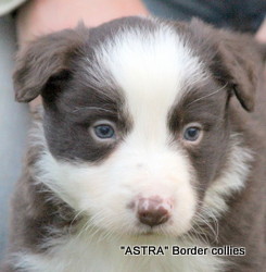 Red Tricolour MALE border collie puppy